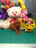 Sparky, a male Poodle - Toy  for sale in Cub Run, KY – 3 of 4
