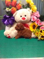 Skippy, a male Poodle - Toy  for sale in Cub Run, KY – 2 of 4