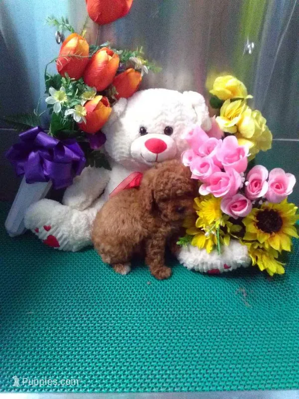 Rover – Poodle - Toy  puppy for sale in Cub Run, KY