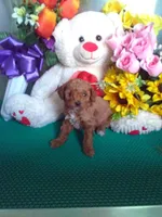 Rover, a male Poodle - Toy  for sale in Cub Run, KY – Photo 1 of 3