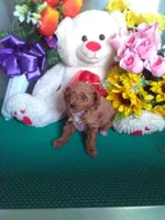 Rover, a male Poodle - Toy  for sale in Cub Run, KY – Photo 2 of 3