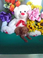 Rover, a male Poodle - Toy  for sale in Cub Run, KY – Photo 3 of 3