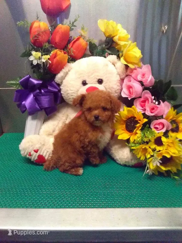 Sally – Poodle - Toy  puppy for sale in Cub Run, KY