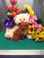 Sally, a female Poodle - Toy  for sale in Cub Run, KY – 1 of 4