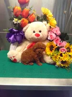 Sparky, a male Poodle - Toy  for sale in Cub Run, KY – 4 of 4
