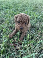 Boomer, a male Poodle - Toy  for sale in Munfordville, KY – 1 of 1