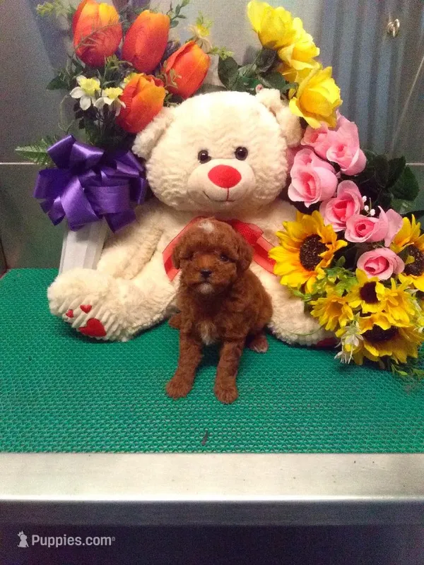 Skippy – Poodle - Toy  puppy for sale in Cub Run, KY