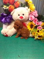 Sparky, a male Poodle - Toy  for sale in Cub Run, KY – 2 of 4