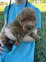 Jagger, a male Poodle - Toy  for sale in Munfordville, KY – 1 of 2