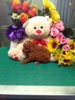 Snoopy, a male Poodle - Toy  for sale in Cub Run, KY – 3 of 4