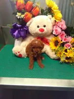 Snoopy, a male Poodle - Toy  for sale in Cub Run, KY – 2 of 4