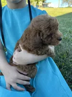 Jagger, a male Poodle - Toy  for sale in Munfordville, KY – 2 of 2