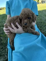 Rusty, a male Poodle - Toy  for sale in Munfordville, KY – 2 of 2
