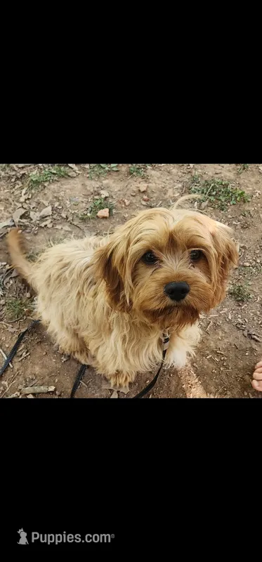 Mochi  – Cavapoo puppy for sale in Randleman, NC