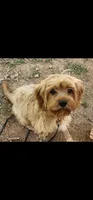 Mochi , a female Cavapoo for sale in Randleman, NC – 1 of 1