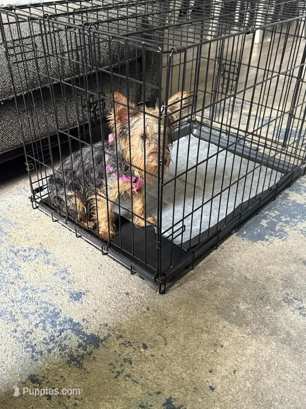 Leah  – Yorkshire Terrier puppy for sale in Orlando, FL