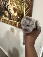 Zues, a male French Bulldog for sale in Orlando, FL – Photo 5 of 6