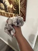 Zues, a male French Bulldog for sale in Orlando, FL – Photo 6 of 6