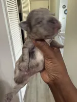 Zues, a male French Bulldog for sale in Orlando, FL – Photo 4 of 6