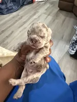 Zues, a male French Bulldog for sale in Orlando, FL – Photo 2 of 6