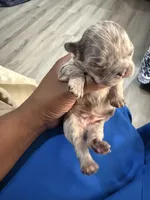 Zues, a male French Bulldog for sale in Orlando, FL – Photo 3 of 6