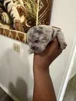 Zues, a male French Bulldog for sale in Orlando, FL – Photo 1 of 6