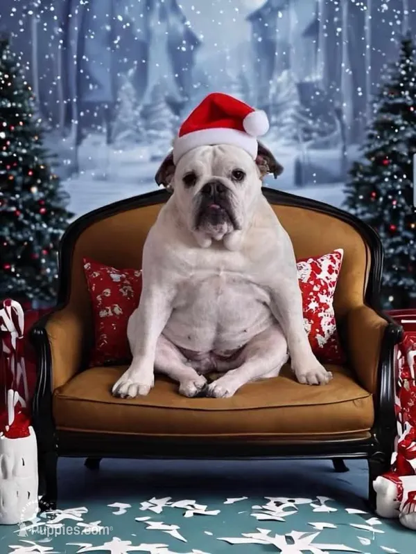 Nessa – English Bulldog puppy for sale in New Castle, IN