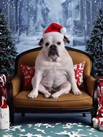 Nessa, a female English Bulldog for sale in New Castle, IN – 1 of 2