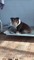 Reese, a female English Bulldog for sale in Greenwood, IN – 2 of 2