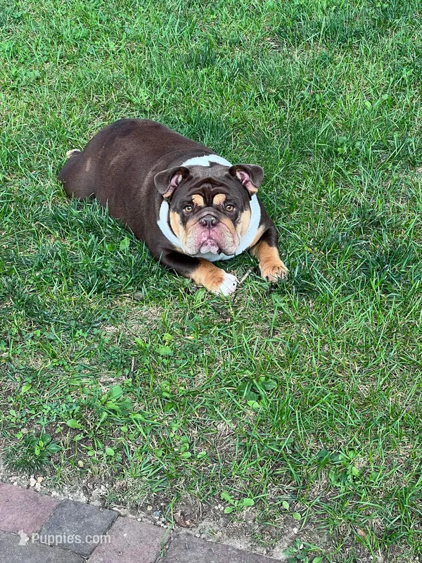 Reese – English Bulldog puppy for sale in Greenwood, IN
