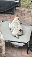 Nessa, a female English Bulldog for sale in New Castle, IN – 2 of 2