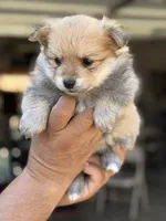 Bruce , a male Pomeranian for sale in Lindsay, CA – 7 of 9