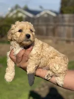 Buddy, a male Poodle - Miniature  for sale in Lindsay, CA – Photo 3 of 5