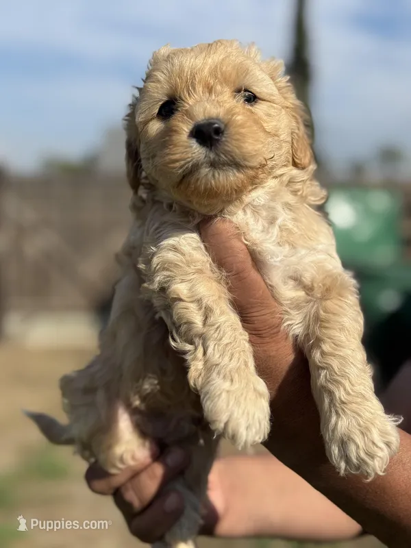Buddy, a male Poodle - Miniature  for sale in Lindsay, CA – Photo 1 of 5