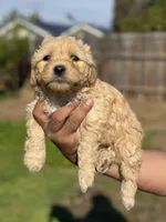 Buddy, a male Poodle - Miniature  for sale in Lindsay, CA – Photo 2 of 5