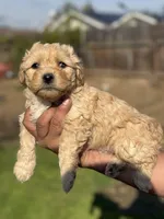 Buddy, a male Poodle - Miniature  for sale in Lindsay, CA – Photo 4 of 5