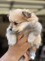 Bruce , a male Pomeranian for sale in Lindsay, CA – 6 of 9