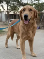 Simon , a male Golden Retriever for sale in Lindsay, CA – 4 of 7