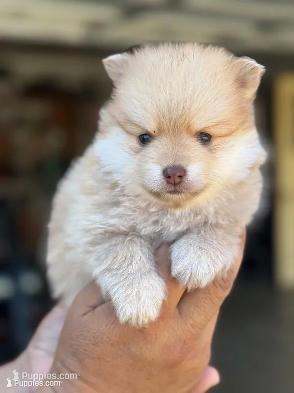 Lucas  – Pomeranian puppy for sale in Lindsay, CA