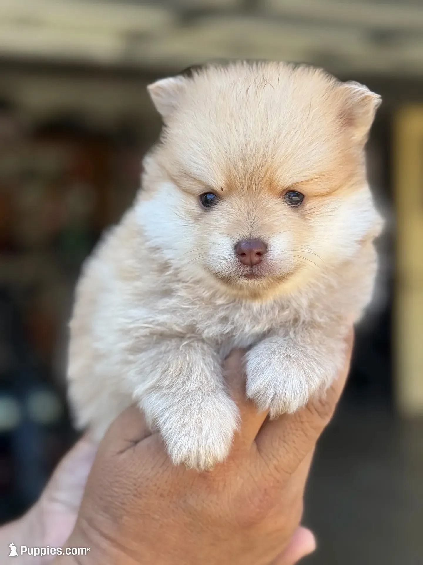 Lucas , a male Pomeranian for sale in Lindsay, CA – 1 of 9