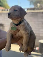 Lily, a female Golden Retriever for sale in Lindsay, CA – 1 of 8