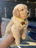 Lola, a female Golden Retriever for sale in Lindsay, CA – 7 of 7