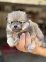 Buddy, a male Pomeranian for sale in Lindsay, CA – 8 of 10