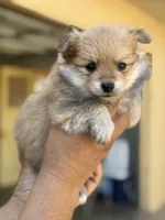 Bruce , a male Pomeranian for sale in Lindsay, CA – 8 of 9
