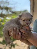 Lola , a female Pomeranian for sale in Lindsay, CA – 6 of 9