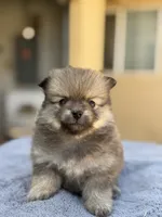 Buddy, a male Pomeranian for sale in Lindsay, CA – 6 of 10
