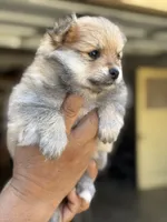 Bruce , a male Pomeranian for sale in Lindsay, CA – 5 of 9