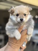 Bruce , a male Pomeranian for sale in Lindsay, CA – 2 of 9