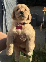 Luna, a female Golden Retriever for sale in Lindsay, CA – 5 of 7