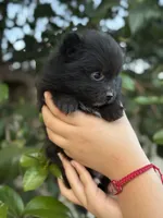 Buddy, a female Pomeranian for sale in Lindsay, CA – Photo 8 of 8